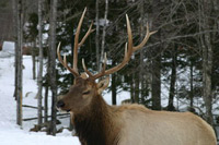 2yr. old Elk 6x6-weighs approx. 650 lbs.