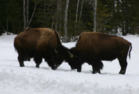 Buffalo bulls sparring