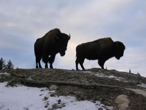 Silhouettes of 4 yr. old Trophy Buffalo-weigh approx. 1600 lbs each.
