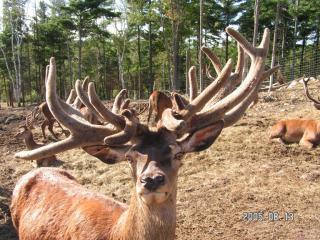 33 point Red Stag - weighs approx. 450lbs