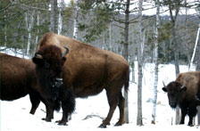 Peaslee Mountain Hunt Park - Trophy Bison, ready for the hunt