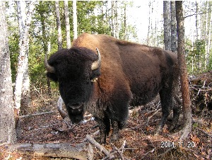 Trophy Buffalo-weighs approx. 1700 lbs.