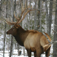 Elk