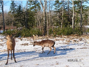 2yr.old Red and Fallow      (fallow weighs approx.175lbs)