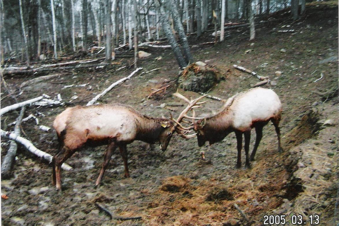 Trophy Elk bull sparring