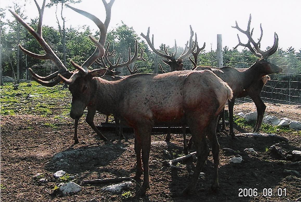 red deer