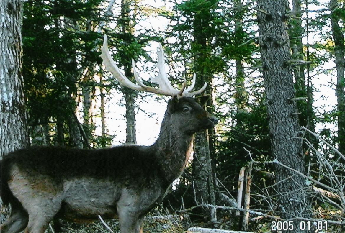 4 YR. Old Fallow