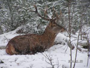 3 yr. old Red Stag-weighs approx. 300 lbs.